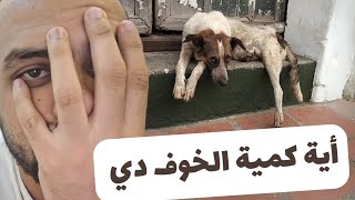 لية الكلب ده مرعوب كده ؟! | محمود بكر