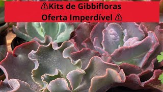 Kit de Gibbifloras e plantas avulso na promoção 🌺