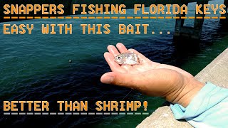 Snappers Fishing Florida Keys | South Florida Saltwater Bridge Fishing