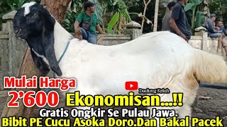 2'6 Juta Gratis ONGKIR Se Pulau Jawa !! Bibit PE Luesan & Bakalan Pejantan. Kambing Kaligesing