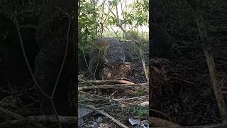 komodo like eating carcasses #viral