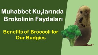 Brokolinin Muhabbet Kuşlarına Faydaları