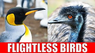 FLIGHTLESS BIRDS | Why Can't Some Birds Fly?