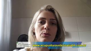 Cão Yuri Dra.  Juliana Marini 2017- Acupuntura Veterinária em BH