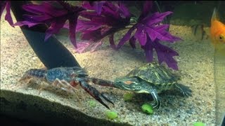 Red Eared Slider -VS- Fresh Water Lobster