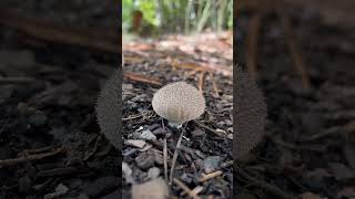 Neat looking little mushrooms #nature