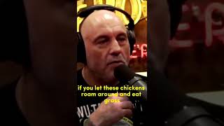 Joe Rogan Why Eggs Are the Healthiest Food #shorts