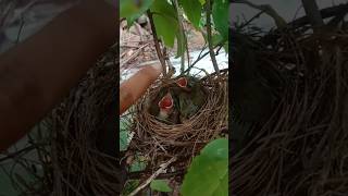 #amazing #baby #birds