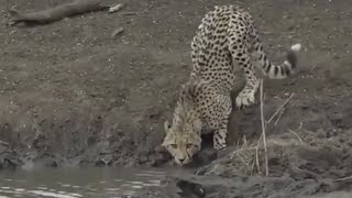 CHEETAH🐆 WANTED TO DRINK WATER | 👍ANIMALS