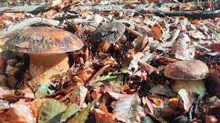 Die Schwarzhütigen Steinpilze lassen sich blicken!!!!!