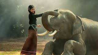 Elephant Video | Elephant with Human | Elephant Video for Kids