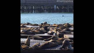 #Shorts Sea Lions of San Francisco: A Pier 39 Spectacle!