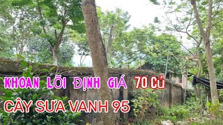 Khoan Kiểm Tra Lõi Định Giá Cây Sưa Vanh 95 - Hướng Dẫn Tính Khối Lượng Lõi Cây Sưa Cây Huỳnh Đàn