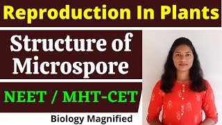 Structure of Microspore / Pollen Grain | Reproduction in plants | Biology for NEET 2021, MHTCET 2021