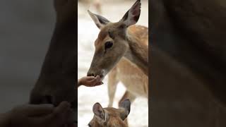 Deer eating from hand Aww SO CUTE! - Animal Videos