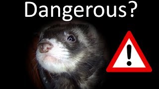 Are Ferrets Dangerous?