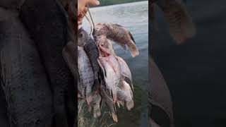 pesca de tilapia y bocito