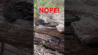 NOPE ROPE | Big Rattlesnake #deer #deerhunting #rattlesnake  #hunting #whitetail