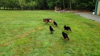 Chakira von Dacon shows pups around.