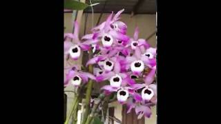 19 ORCHID : PHONG LAN ĐÙI GÀ -  (Dendrobium Nobile)