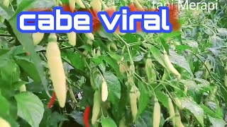 Tanaman cabe rawit viral buah super lebat