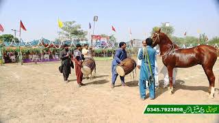 New Best Horse Dance 2023 mela kanjwani 456 tandlainwala faisal abad