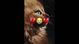 👋🏻🥺💔 my cat