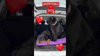 La PANTERA ❤️ DOG (se aman) #short #shorts #viral #pantera #dog