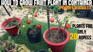 How To Grow Fruits in Pots| Pomegranate With Full Updates