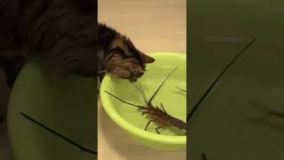 AMAZING VIDEO JAPANESE SPINY LOBSTER VS CATS