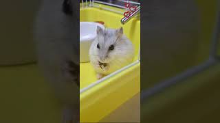 #нолик кушает #хомячок #джунгарик #pets #милашка #перекус #hamsters #yammy