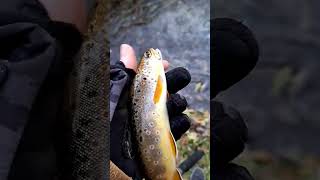 New Spot!!! Part Two! #shorts #subscribe #river #browntrout #fishing