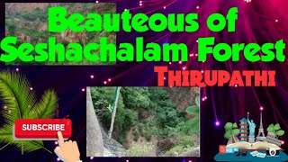 Beauteous Of Seshachalam Forest |hillspark #Thirupathi #pilgrims #travellers