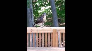 hawk on back porch NY