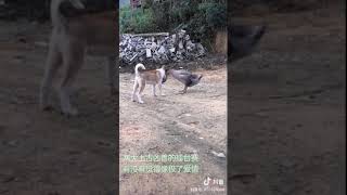 Гусь и пёс. Mortal combat dog& goose