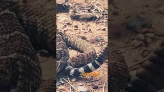 #shorts #crotalus Western Diamondback Rattlesnake