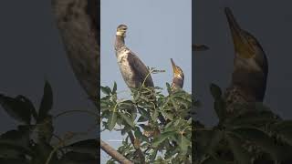 कॉर्मोरंट ने आना शुरू कर दिया है #cormorant  #birds #shortsfeed #beautiful #youtubeshorts #shorts