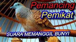 Suara Panggilan Perkutut - Husus pancingan dan Pikat liar