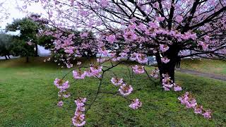 Сад Хамарикю Hamarikyu Garden, Япония  2023г  Часть 1