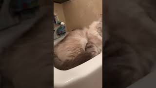 Milford the Siberian cat found his perfect place to cool off