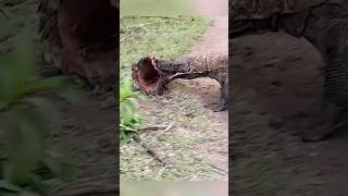 wow..Komodo Dragon need meat #trending