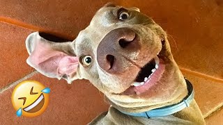 New Funny Cats and Dogs Videos 🐶🐱 |  Funny Animal Videos  #21