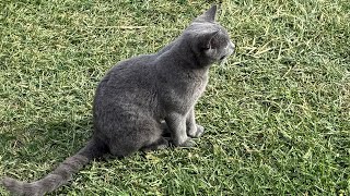 New YouTube cat English short hair his name is blue. He volunteered to be on the channel.👍