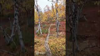 Finish Lapland in the fall………. #Finland #Lapland #kilpisjärvi #autumn #ruska #fall #suomi