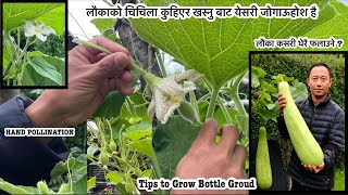 How to care bottle gourd plant to get high yield | Hand Pollination | Lauki | Nepali Garden UK