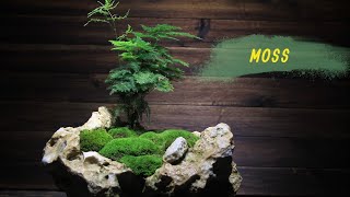 How to arrange moss beautifully