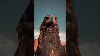 Eagle in Dam Mood #eagles #viral #shorts #ytshorts #eaglehunting