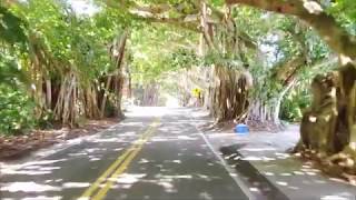 #djimavic2zoom #dji #banyantree #treetunnel #florida #TunnelVision #stuart #treasurecoast