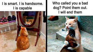 Adorably Funny Cat Memes That Will Make Your Day Better