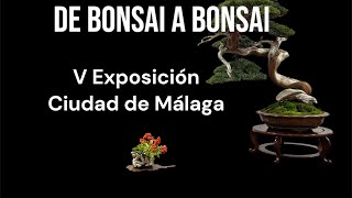 De Bonsai a Bonsai en la V Exposición de Bonsais "Ciudad de Málaga" 2024